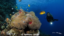 Finding Nemo by Anthony Smith 